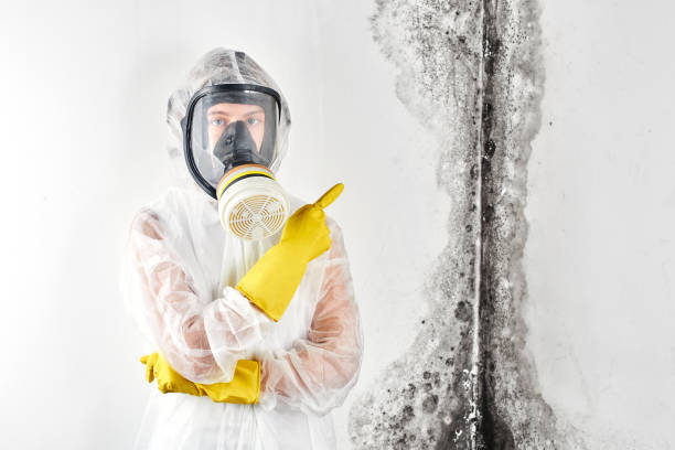 Biohazard Mold Removal in South Laurel, MD