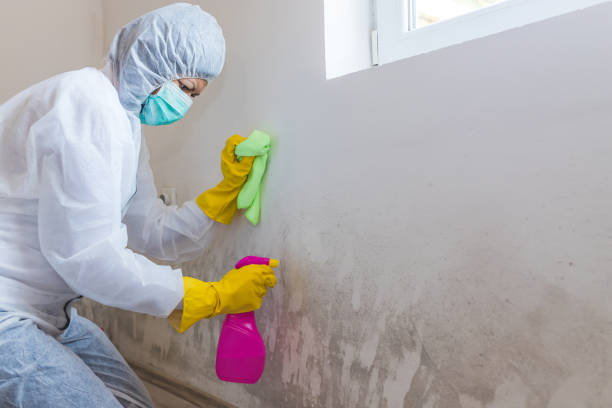 Best Crawl Space Mold Remediation  in South Laurel, MD