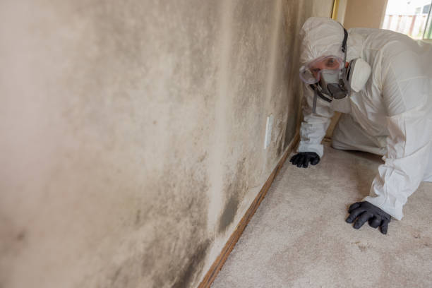 Best Black Mold Removal  in South Laurel, MD